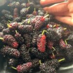Why Does It Make Sense to Buy Mulberry Tree Online Rather Than Locally?