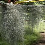 Tree Moss In Florida