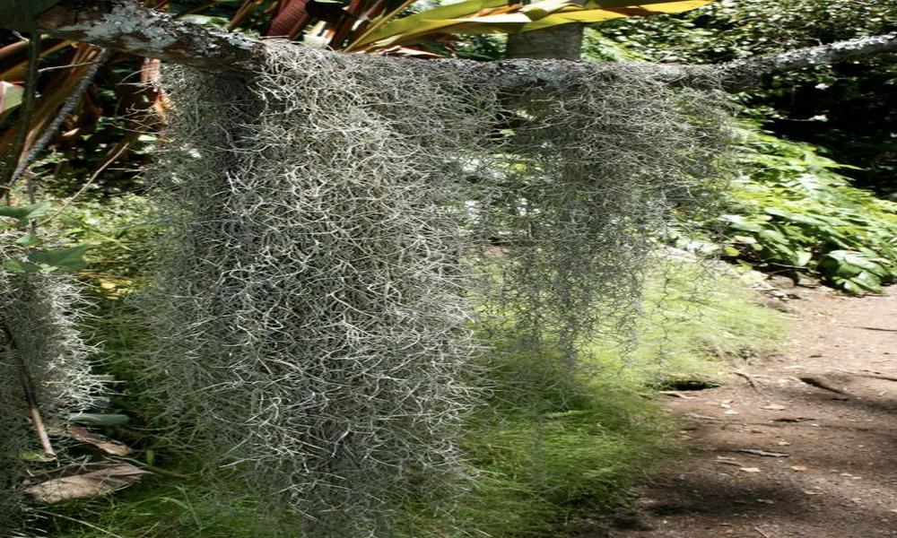 Tree Moss In Florida