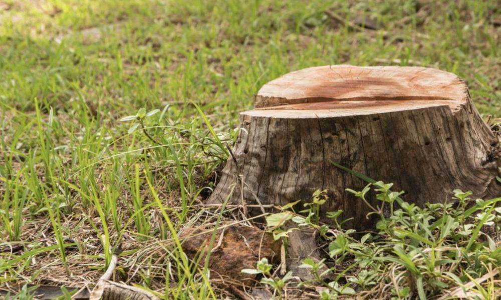 What to do With the Stump After Removing a Tree