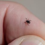 Understanding the Health Risks: How Ticks Affect You and Your Family