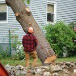 Signs You Need to Hire a Tree Removal Service