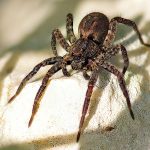 Spiders